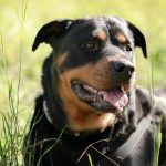 Assurer un chien considéré comme dangereux : démarches et obligations